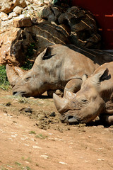 Naklejka premium rinoceronte