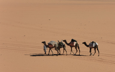 Libye, randonnée chamelière dans l'Akakus