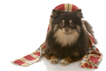 dog dressed up for winter