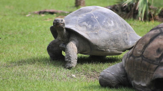 Tortoise Walking