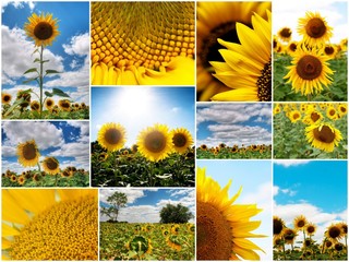 Sunflowers collage