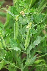 Peas plant