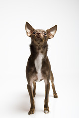 Picture of a funny curious toy terrier dog looking up
