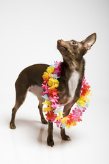 Picture of a funny curious toy terrier dog in dog clothes