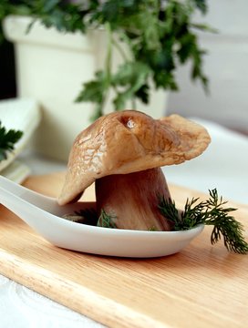 moshroom