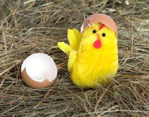 little yellow chicken on hay