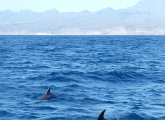 Fototapeta premium Dolphins