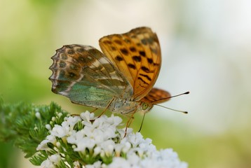 Orange Argynnis butterfly on a white buddleja