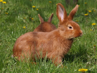 rabbit