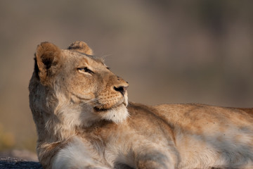 Lazy Lion
