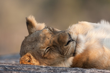 Fototapeta premium Lazy Lion