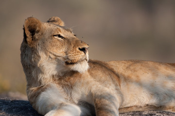 Lazy Lion