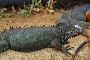 iguana laying in jungle park