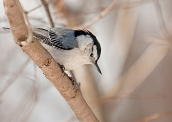 White-breasted Nuthatch, Sitta carolinensis