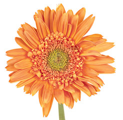 Gerber Daisy (Gerbera)