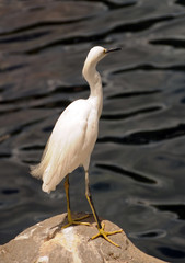 Snowy egret