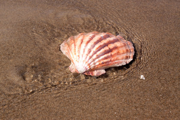 Seashell on beach
