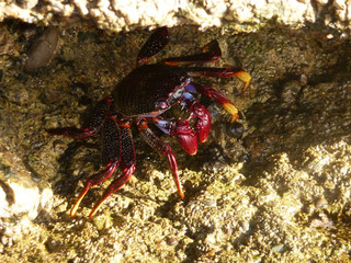 Tropical Crab