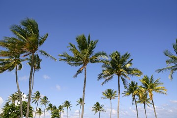Palmiers de ciel bleu en été tropical de Floride