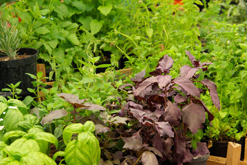 Basilikum - basil 15