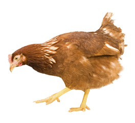 chicken isolated on a white background
