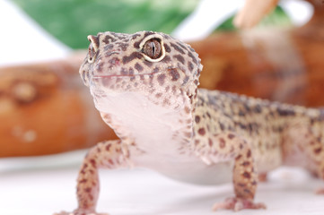 Young Leopard gecko, Eublepharis. Tropical lizard