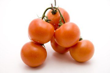 Strauchtomaten