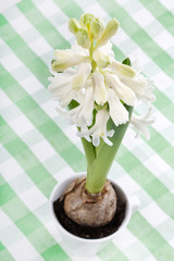 Hyacinth bulb and flower in a white cups.
