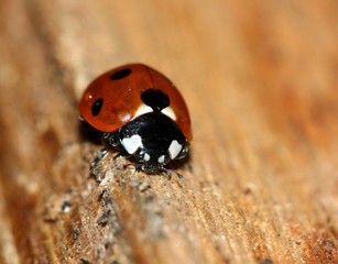 coccinelle 12