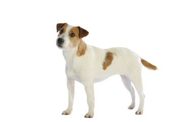 jeune jack russell terrier debout de profil en studio