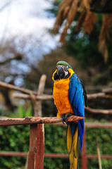 ルリコンゴウインコ
