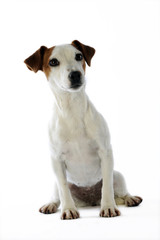 jack russell terrier assis de face en studio sur fond blanc