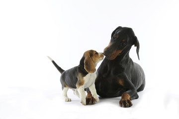 baiser du chiot beagle au dobermann surpris