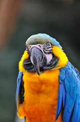ルリコンゴウインコ