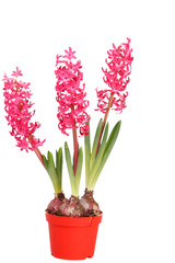 red hyacinth