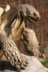 Spornschildkröten bei der Paarung