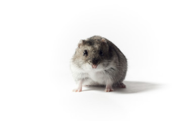 Crouching Hamster, Isolated on White