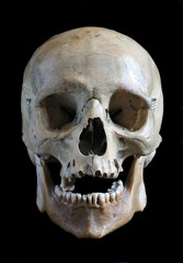 Obraz premium Skull of the person