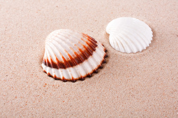shells on sand.
