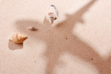shells on sand.