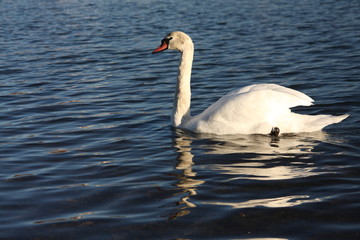 White swan