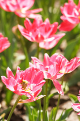 tulip field in spring.