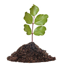 Tree shoot in soil isolated white on  background