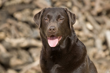 Handsome and Happy Chocolate Labrador