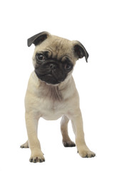 jeune carlin de face &agrave; l'air ahuri