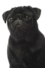 portrait d'un carlin noir de trois quart