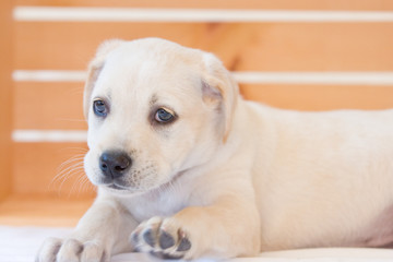 Lab puppy