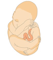 unborn baby