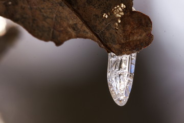 Eiszapfen auf Eichenblatt