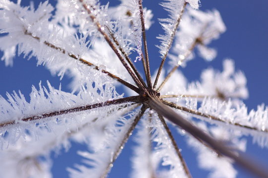 Eisblume aus Raureif